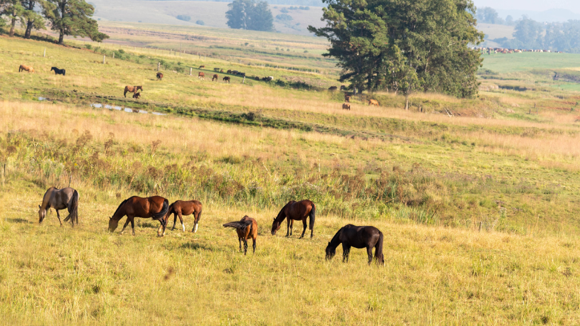 O turismo equestre com cavalo crioulo gera renda e experiências únicas, explica Aldo Vendramin.