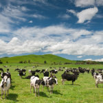 João Eustáquio De Almeida Junior mostra como sustentabilidade e bem-estar animal se tornaram diferenciais competitivos estratégicos no agronegócio moderno.