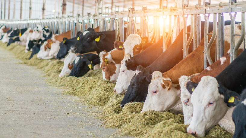 Para João Eustáquio De Almeida Junior, investir em sustentabilidade e bem-estar animal é o caminho para gerar valor, confiança e vantagem competitiva.
